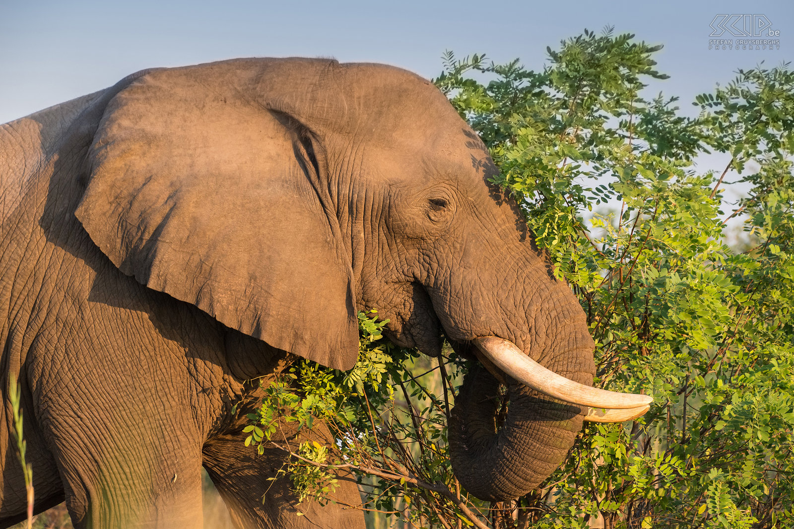 Lower Zambezi - Close-up olifant We zagen ook enkele indrukwekkende olifanten. Stefan Cruysberghs